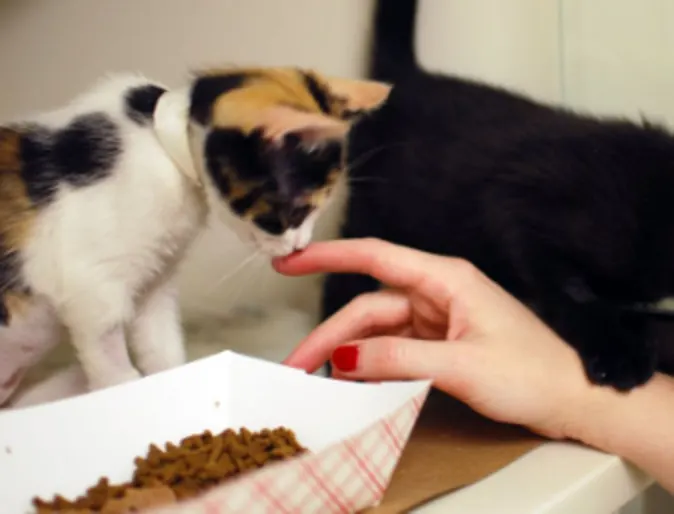 Kitten licking owner's fingers next to a tray of cat food
